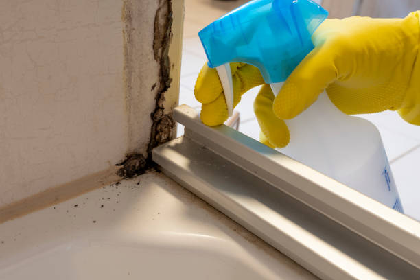 Best Attic Mold Remediation in Paincourtville, LA