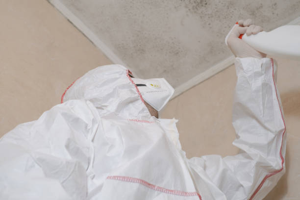 Best Health and Safety Mold Remediation in Paincourtville, LA