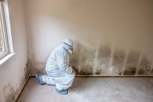 Best DIY Mold Remediation Support Services in Paincourtville, LA