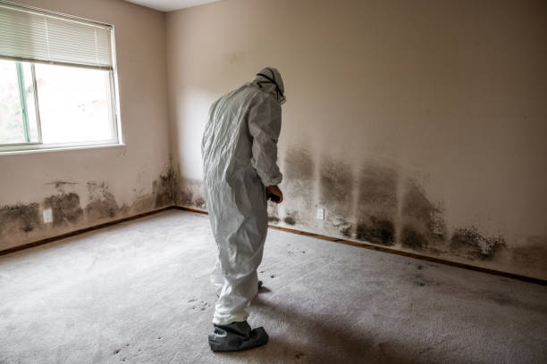 Best Health and Safety Mold Remediation in Paincourtville, LA