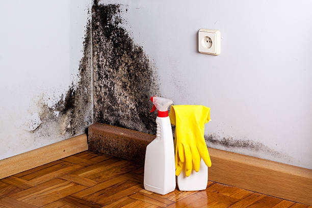 Best Health and Safety Mold Remediation in Paincourtville, LA